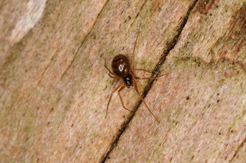 Steatoda_triangulosa_D6090_O_80_Les Gris_Frankrijk.jpg